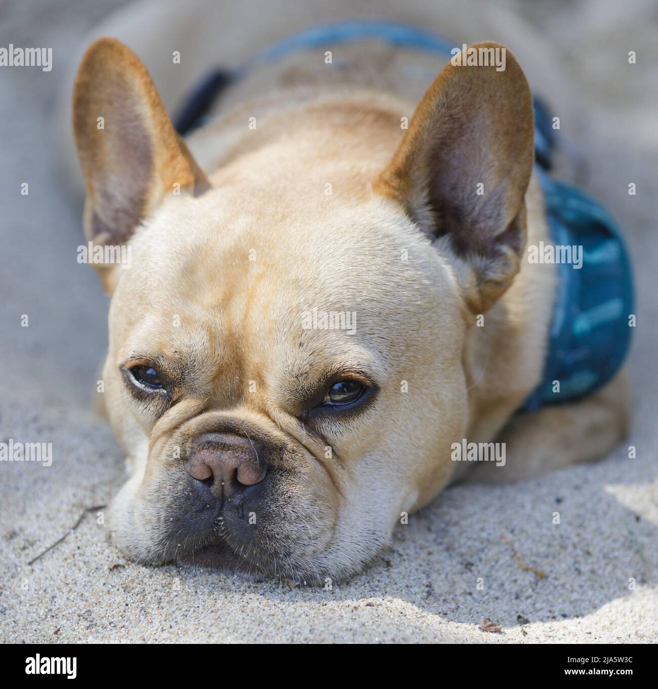 Sleepy Red Tan Male French Bulldog in Sand Box. Stock Photo