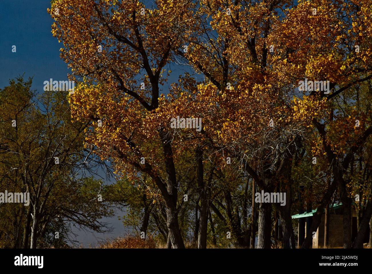 Trees in Fall Yellw Colors, Canyon, Texas in the Panhandle near Amarillo, Autumn f 2021. Stock Photo