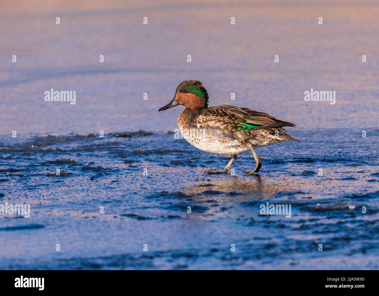 Full body closeup of a Green-winged Teal (Anas crecca) walking on a frozen lake in Colorado in December. Stock Photo