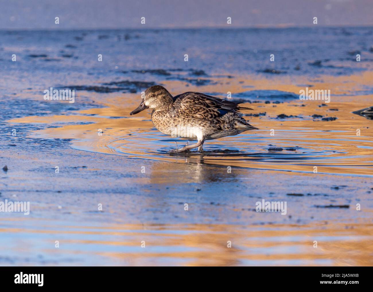 Closeup of a female Green-winged Teal, walking through a semi-frozen lake in Wintertime, with colorful late day light reflected in the waters. Stock Photo