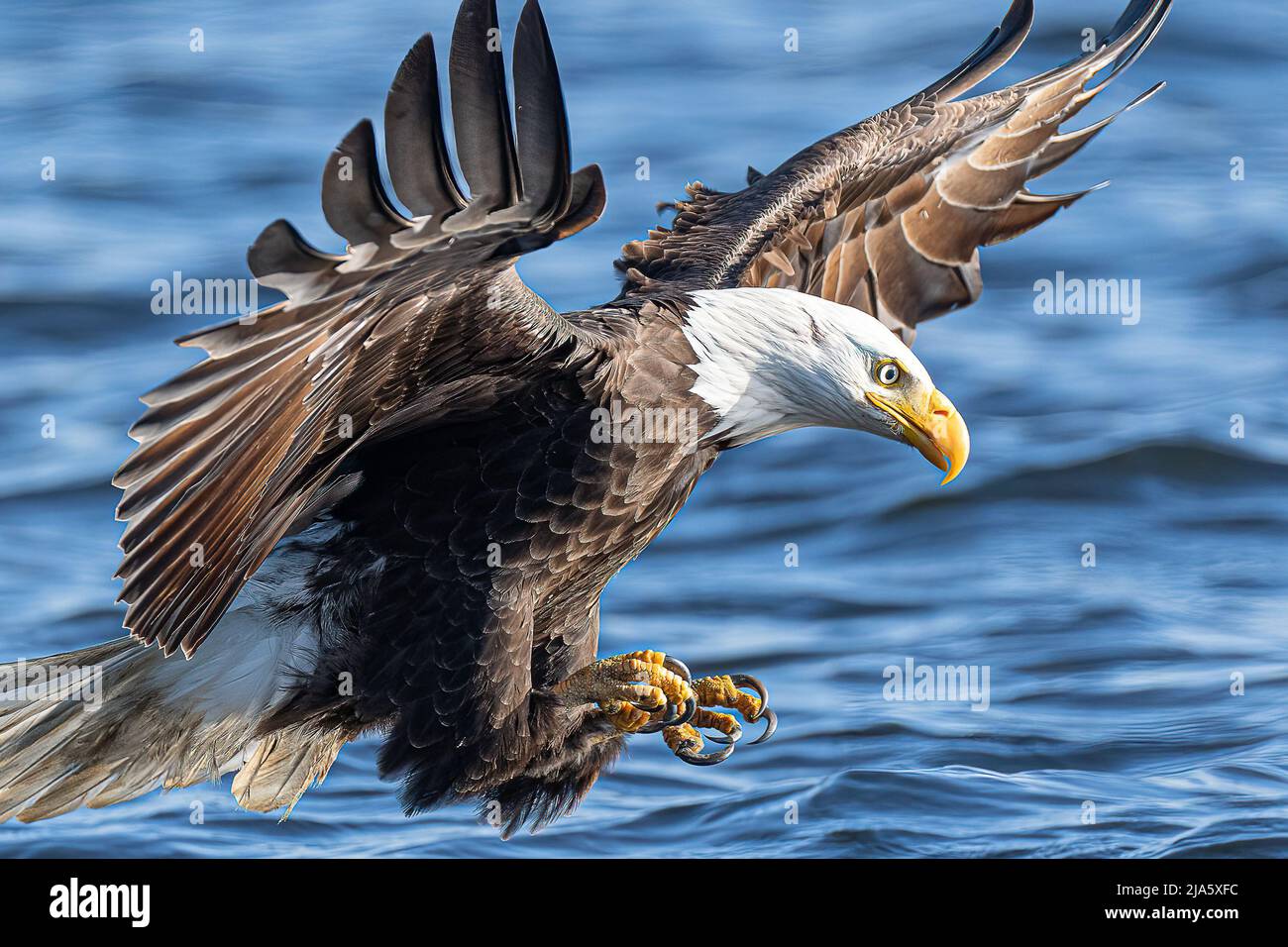 id me american eagle