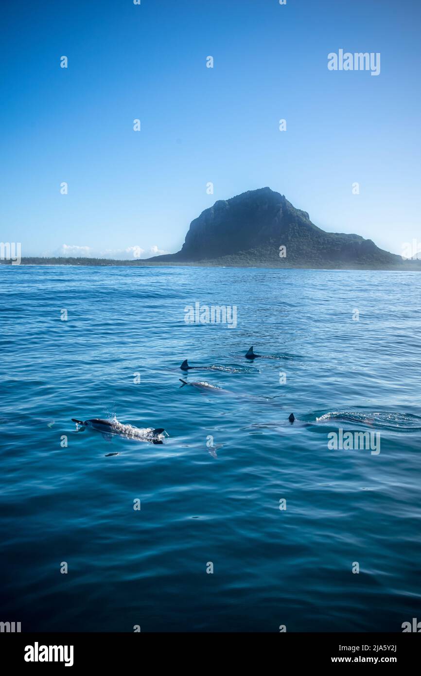 Spinner dolphins near Le Morne, Mauritius Stock Photo