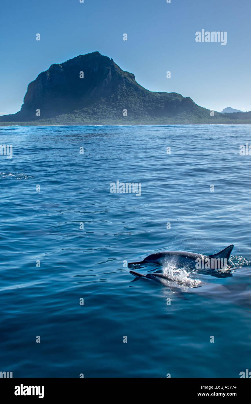 Spinner dolphin near Le Morne, Mauritius Stock Photo