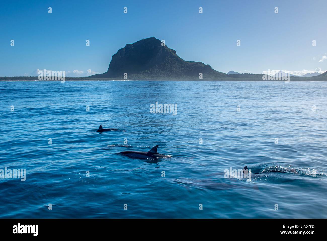 Spinner dolphins swim near Le Morne, Mauritius Stock Photo