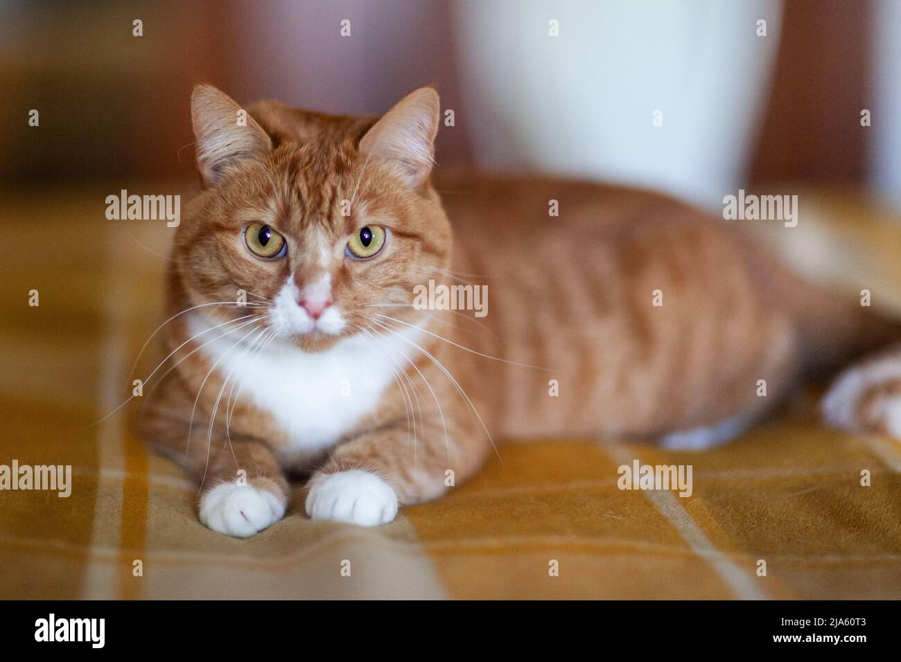 Marmalade cat hires stock photography and images Alamy