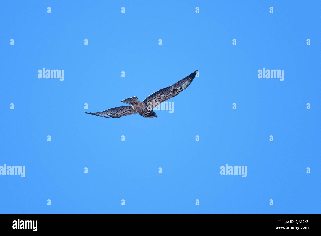 A hawk in flight Stock Photo