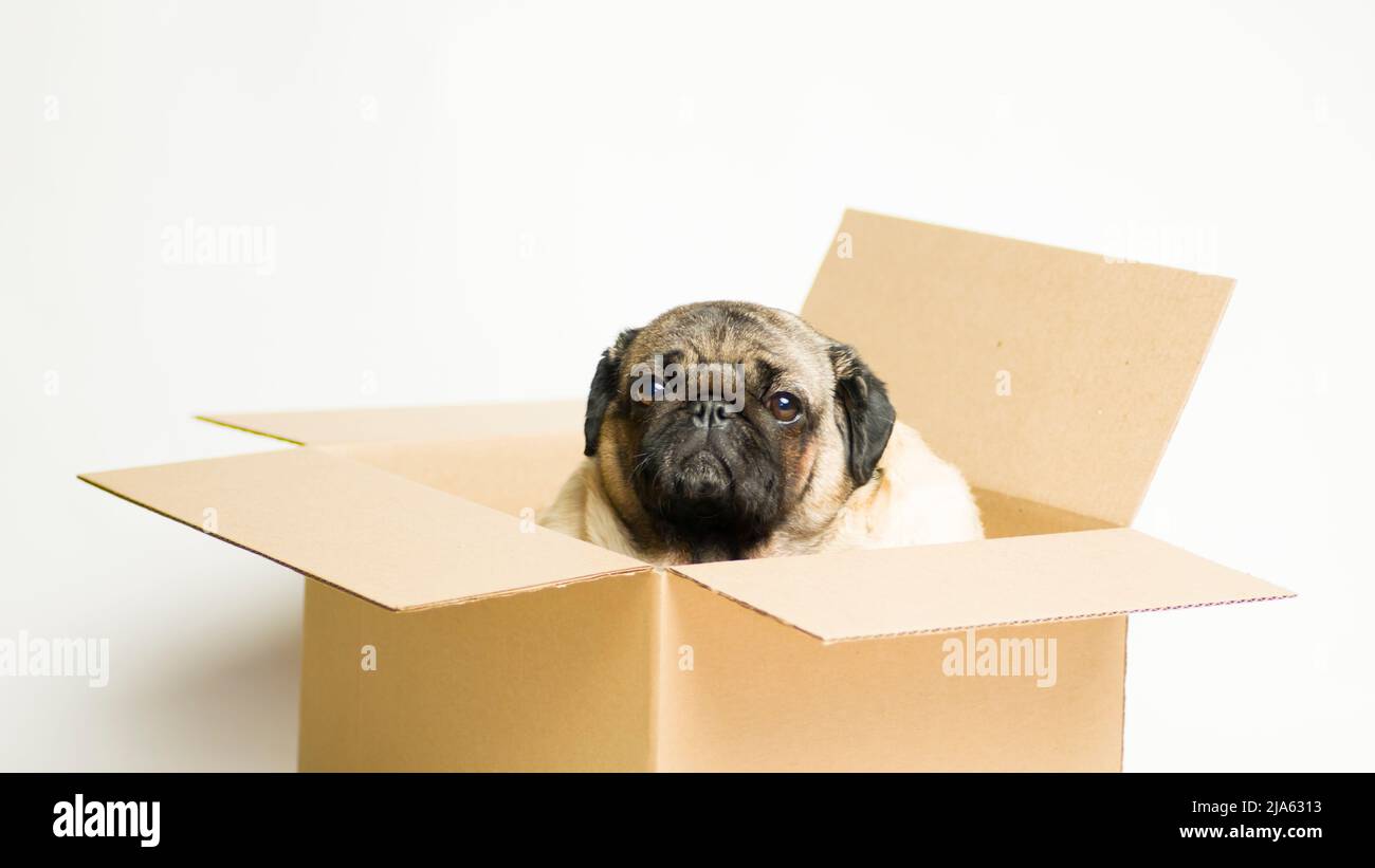 Cute pug in carton box. Dog in cardboard box on white background