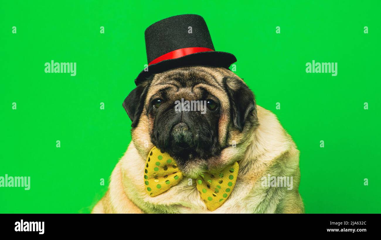 Beige dog with bow tie and hat on green background. Cute pug posing in ...