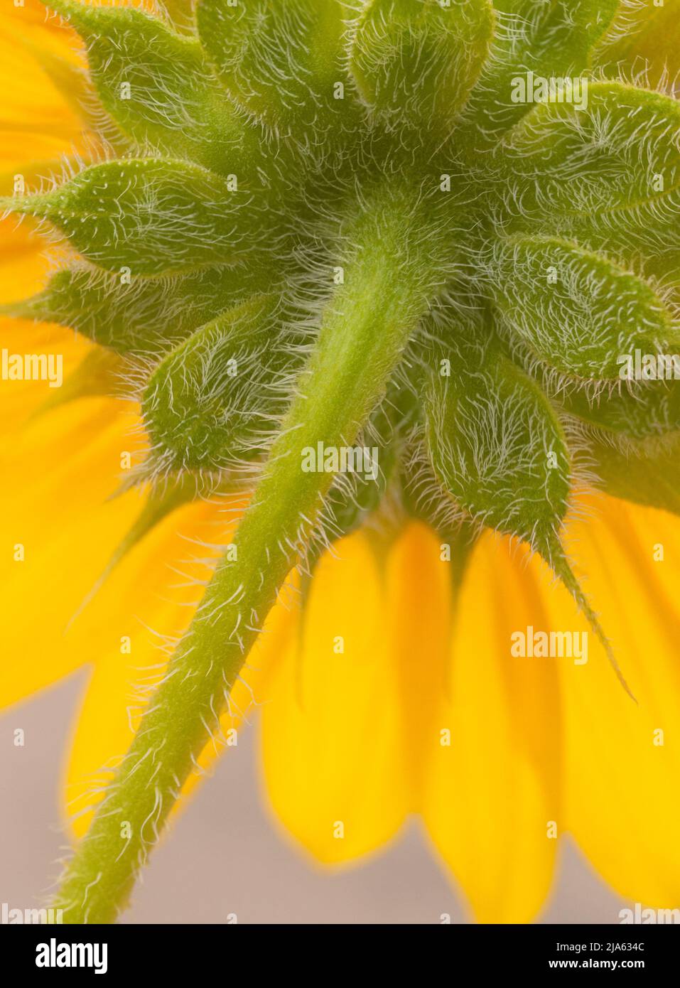 Trichomes on a wild sunflower Stock Photo