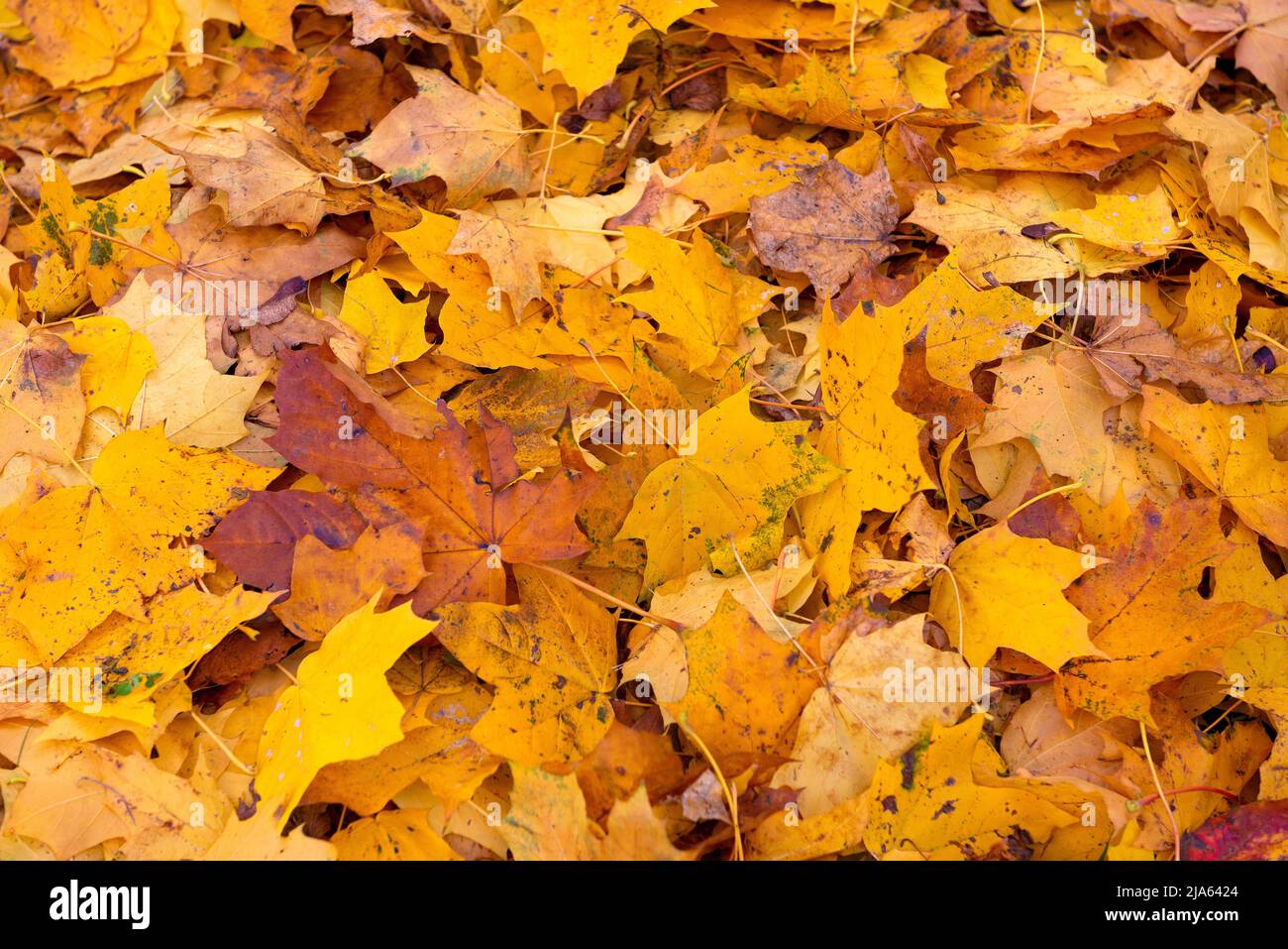 Bright colored background from fallen autumn leaves Stock Photo