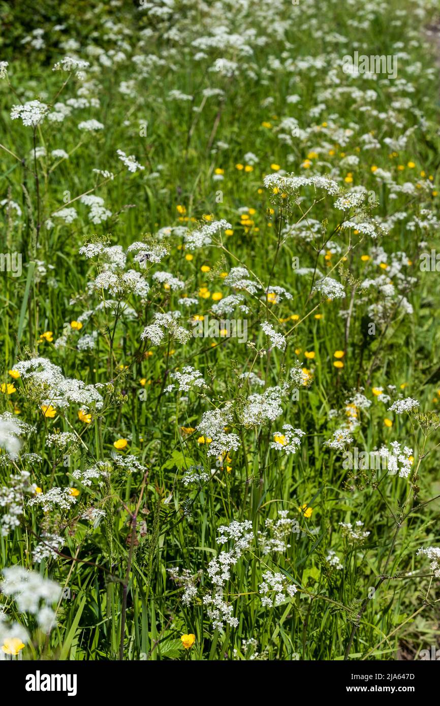 Creating wildlife habitat