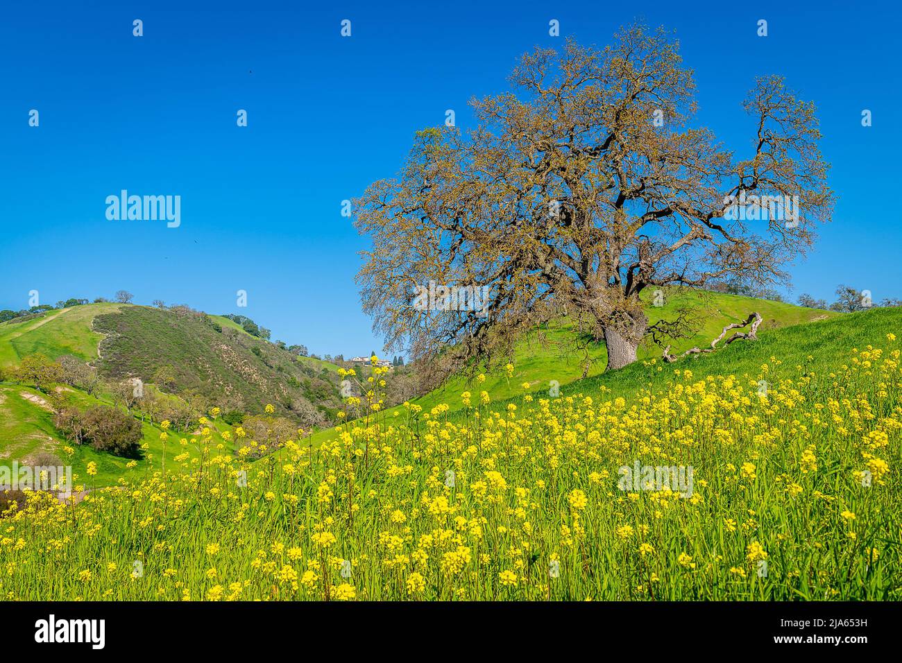 Mustard Flower Bloom from Mount Diablo State Park Stock Photo Alamy