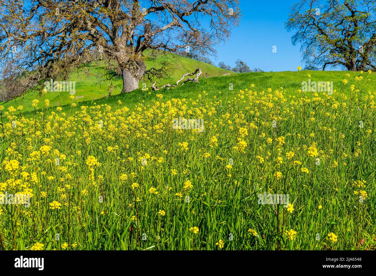 Mustard Flower Bloom from Mount Diablo State Park Stock Photo Alamy