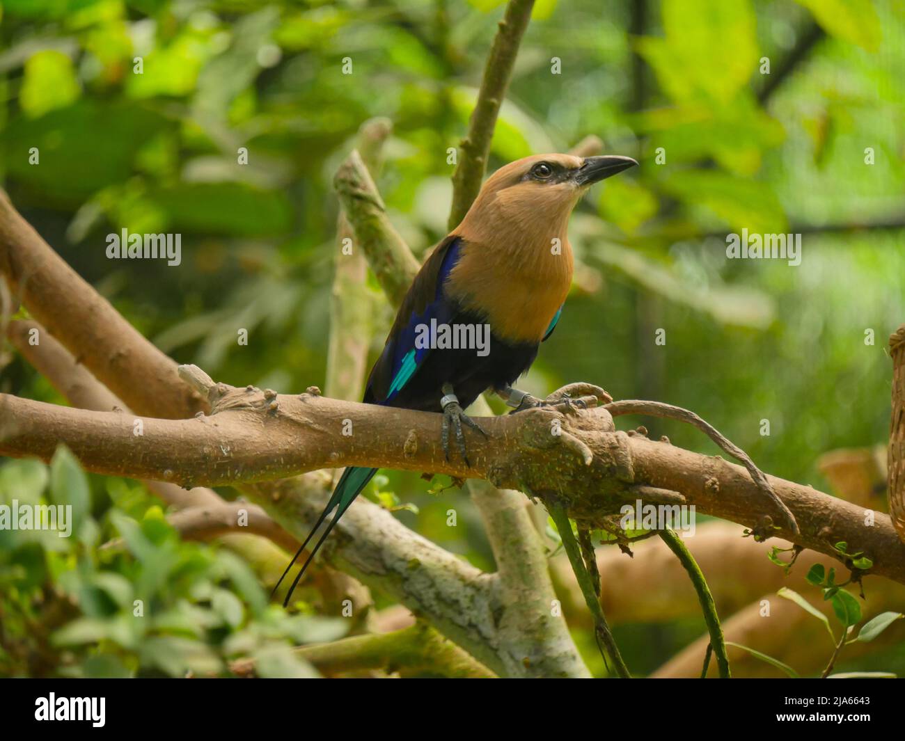 blue-bellied roller bird (Coracias cyanogaster) seated on branch of tree Stock Photo