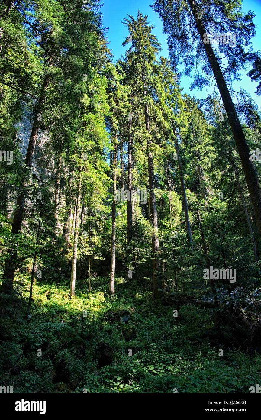 Low angle view of tall coniferous trees Stock Photo