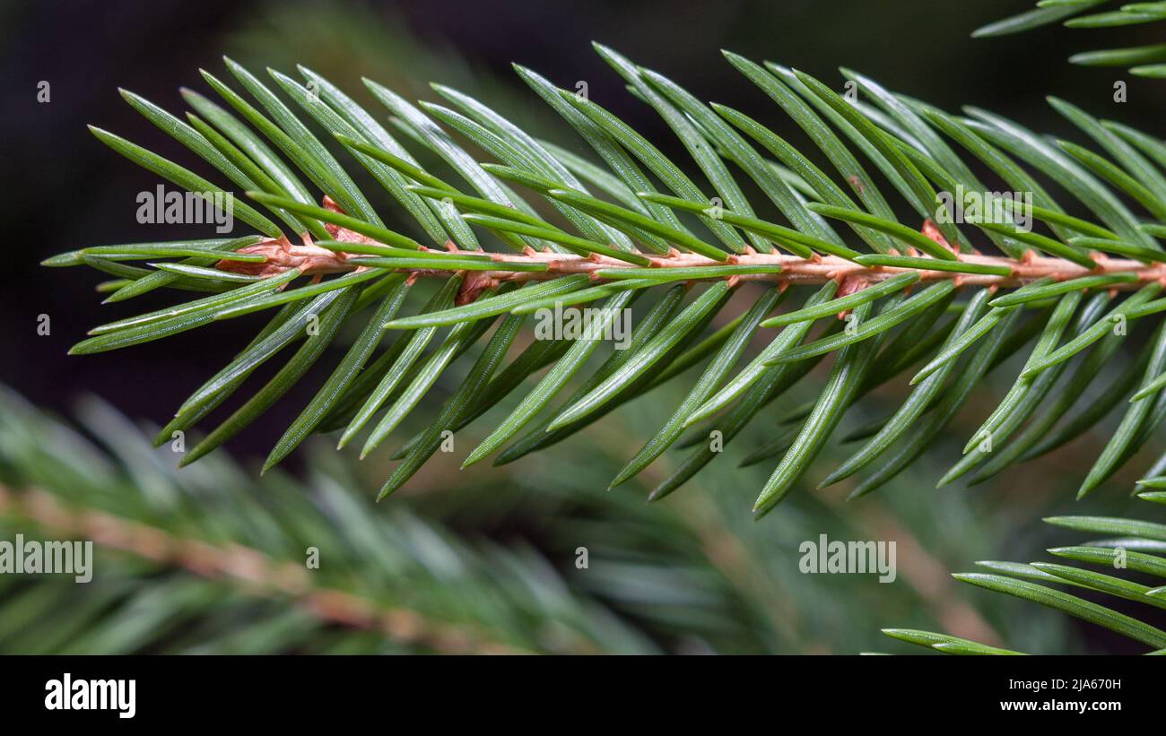 Closeup photo of Norway spruce leaves on a small branch on a blurry background. Stock Photo