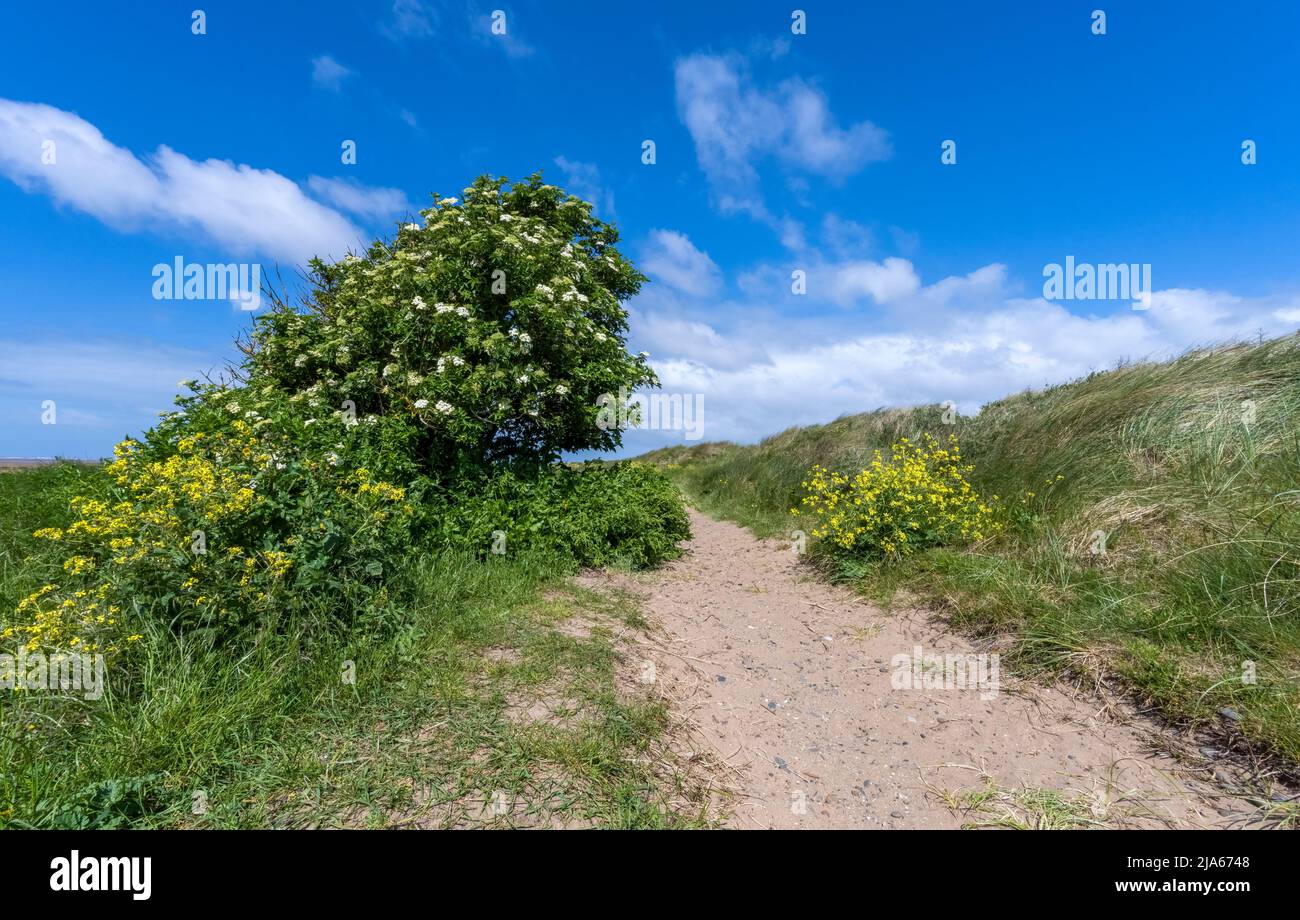 Windswept trees and coarse dune grass on protected sand dunes that form a large part of the Fylde coast at St Anne's, Lancashire, UK Stock Photo