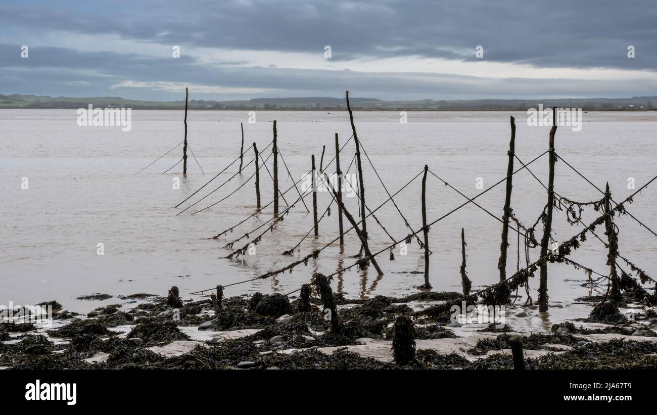 Salmon stake nets at low tide on the River Cree estuary at Carsluith, Newton Stewart, Scotland Stock Photo