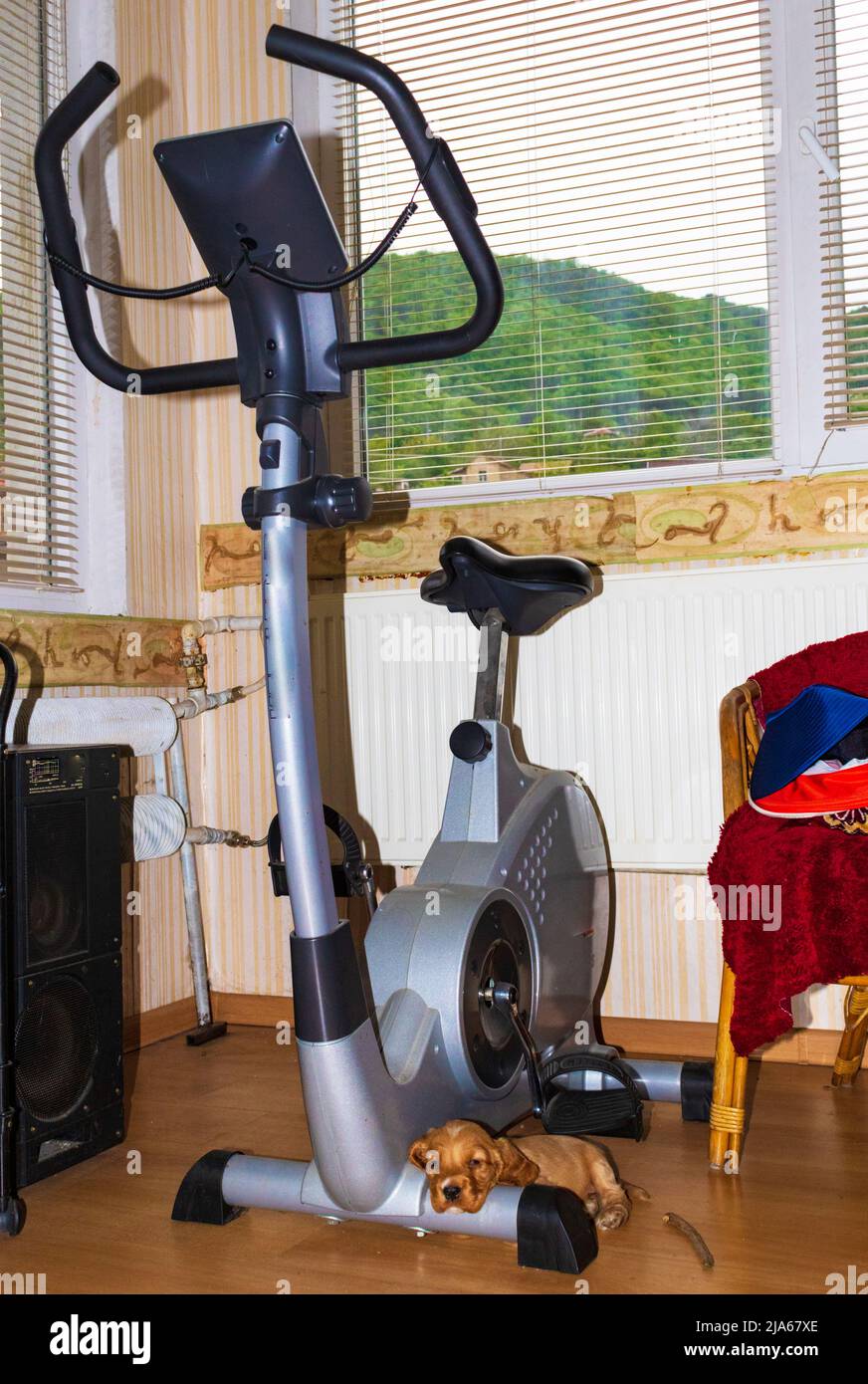 Cute forty days old male puppy cocker spaniel dog lying on an Exercise Bike legs Stock Photo