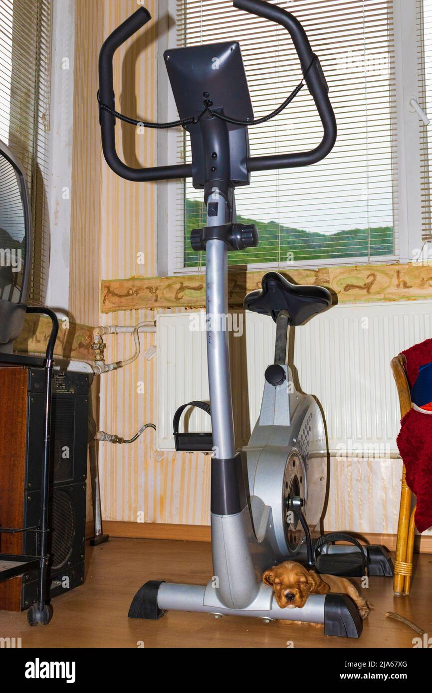 Cute forty days old male puppy cocker spaniel dog lying on an Exercise Bike legs Stock Photo