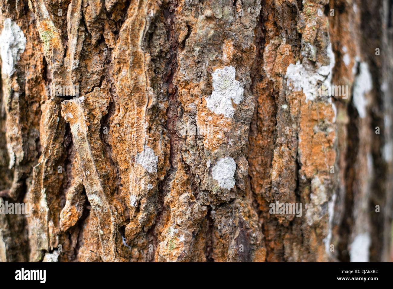 Wooden rough textured background Stock Photo