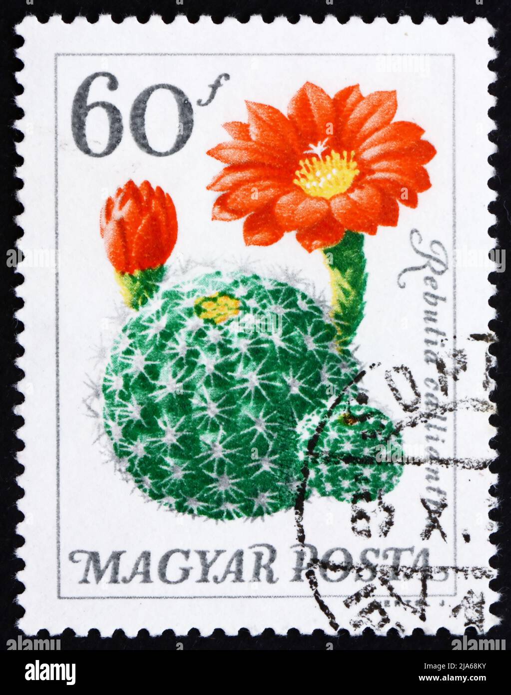 HUNGARY - CIRCA 1965: a stamp printed in the Hungary shows Flower, Rebutia Calliantha, Cactus, circa 1965 Stock Photo