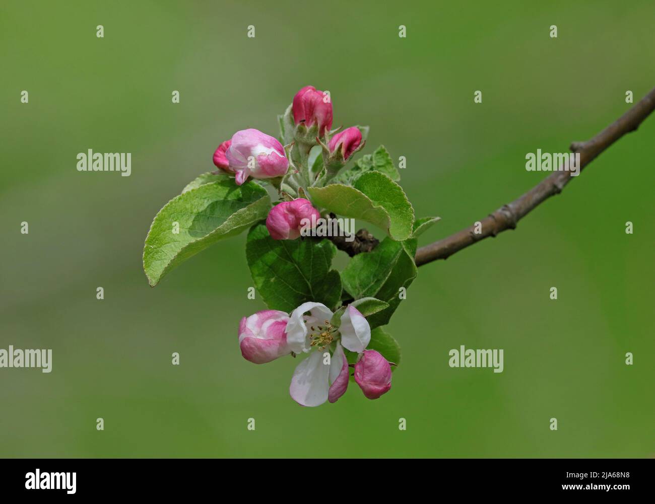 Apple flowers on twig, isoleated with green background Stock Photo