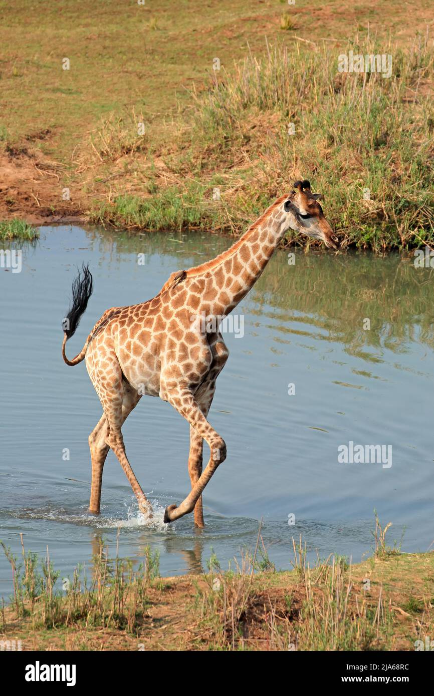 A giraffe (Giraffa camelopardalis) walking in water, Kruger National Park, South Africa Stock Photo