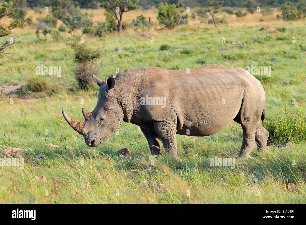 Endangered white rhinoceros (Ceratotherium simum) in natural habitat, South Africa Stock Photo