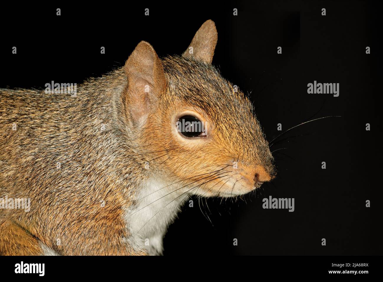 Portrait of a grey squirrel or eastern gray squirrel (Sciurus carolinensis) on black Stock Photo