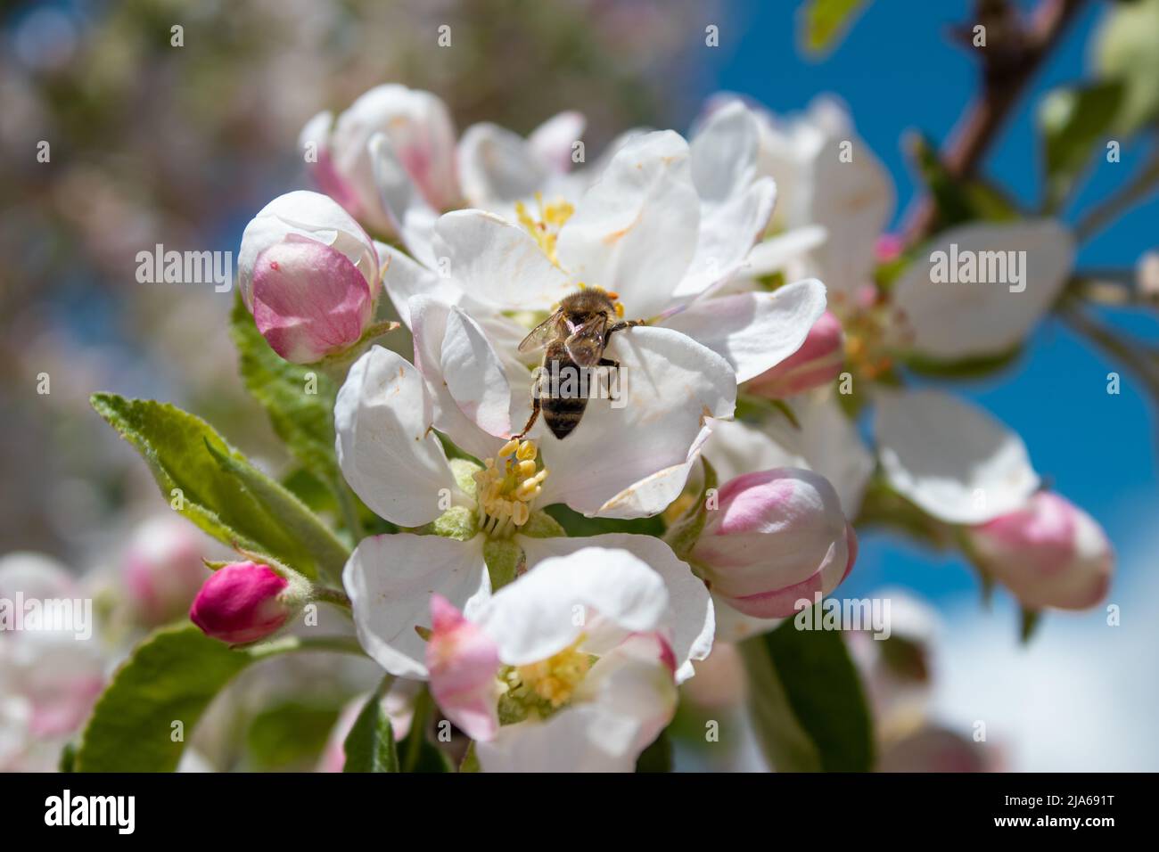 A bee perched on a flower collects pollen. Stock Photo