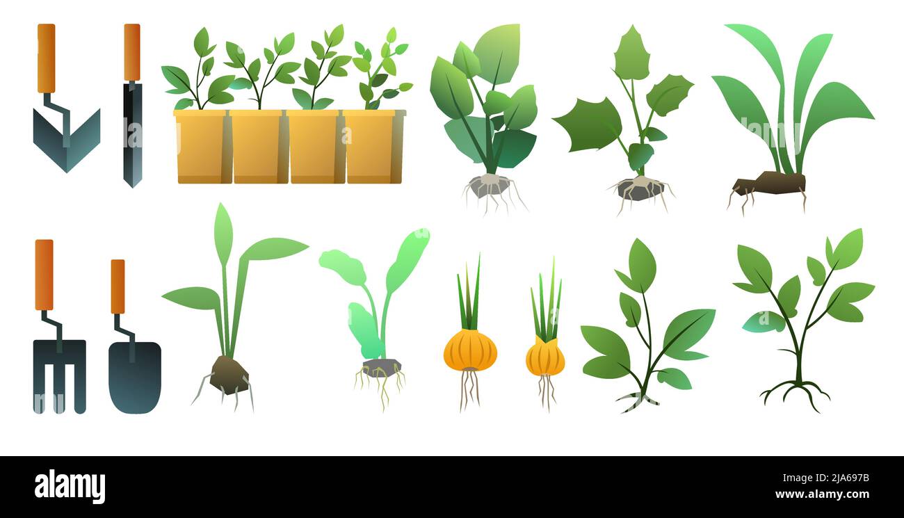 Set of Seedling garden plants with roots. Sowing agricultural material. Roots in box. Isolated on white background. Vector. Stock Vector