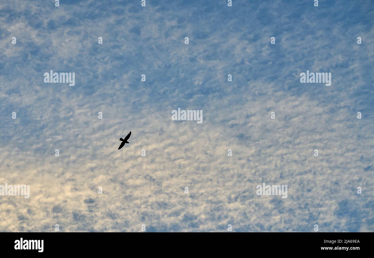 Silhouette of a bird in flight in an evening sky. Stock Photo