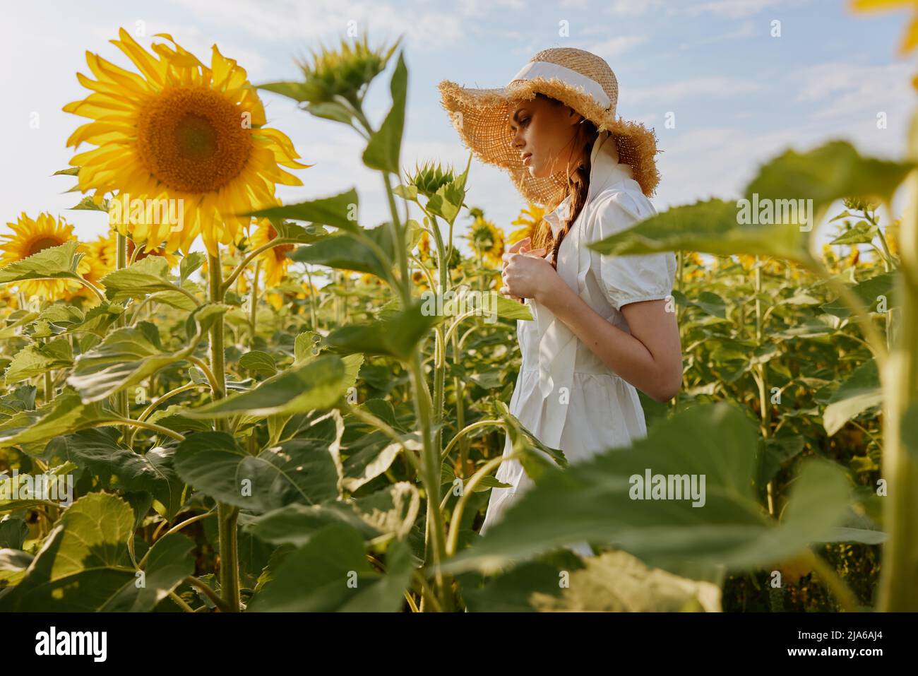 woman with two pigtails in a hat on a field of sunflowers Summer time ...