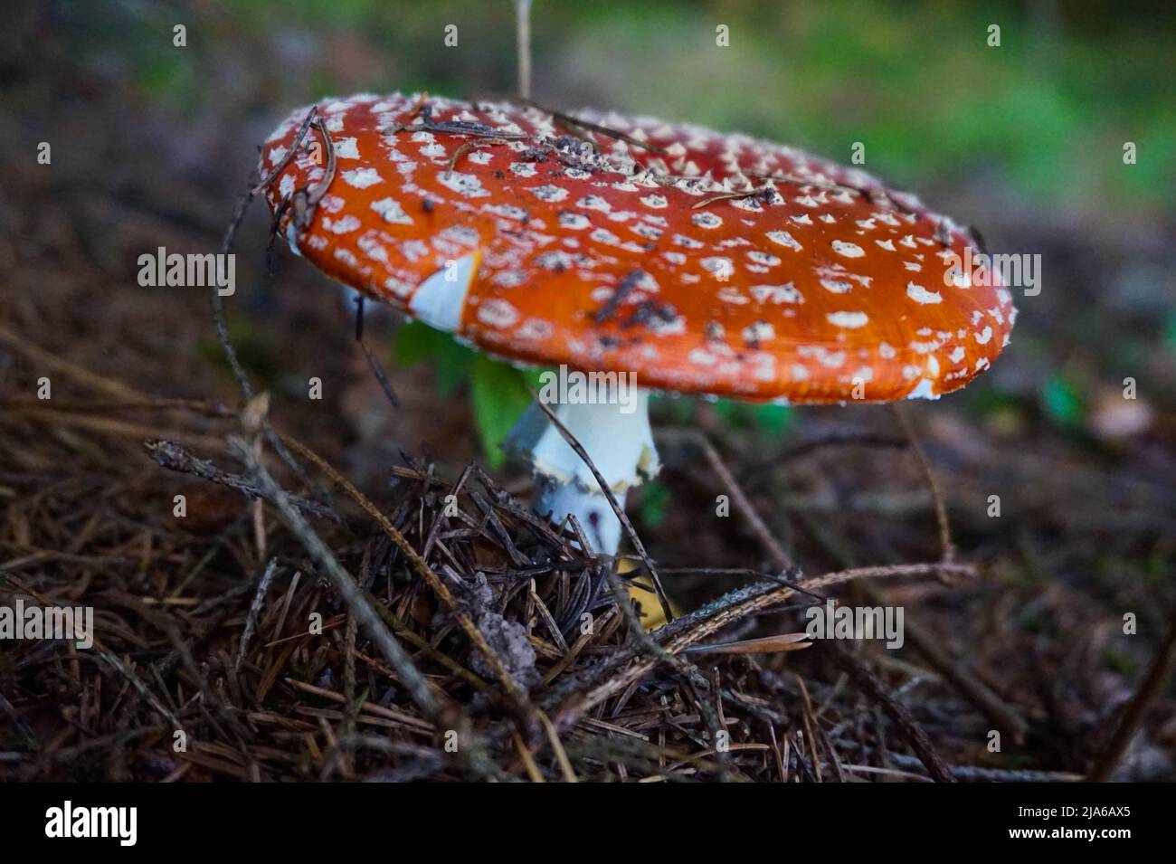 Fly amanita fungus in the forest Stock Photo