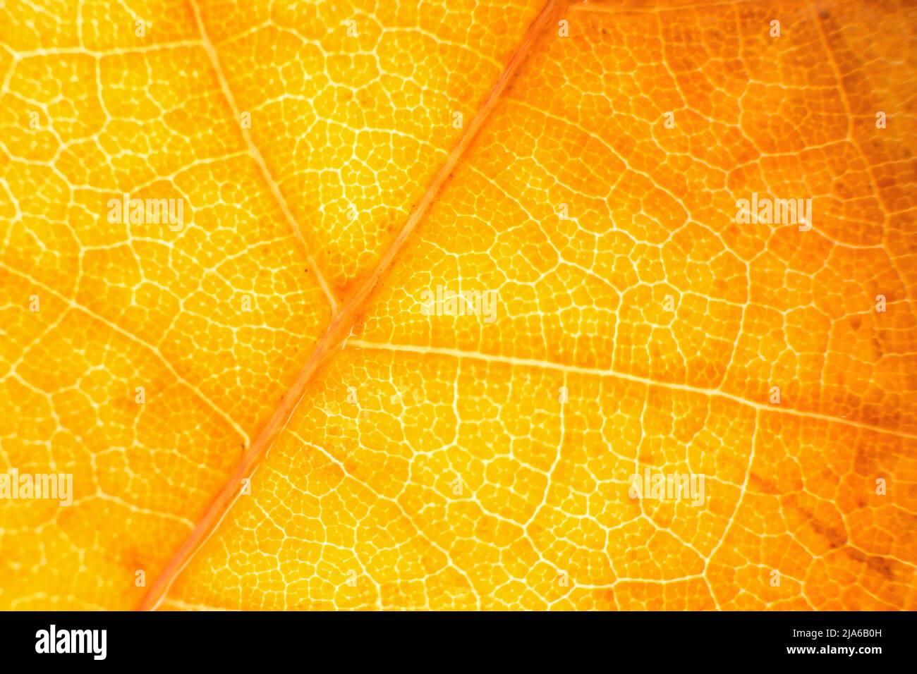 Macro photo of microscopic organic autumn foliage. yellow leaf texture background Stock Photo
