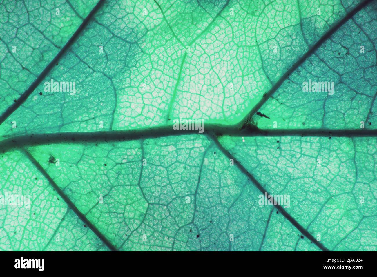 Macro photo of microscopic organic foliage. green leaf texture background Stock Photo