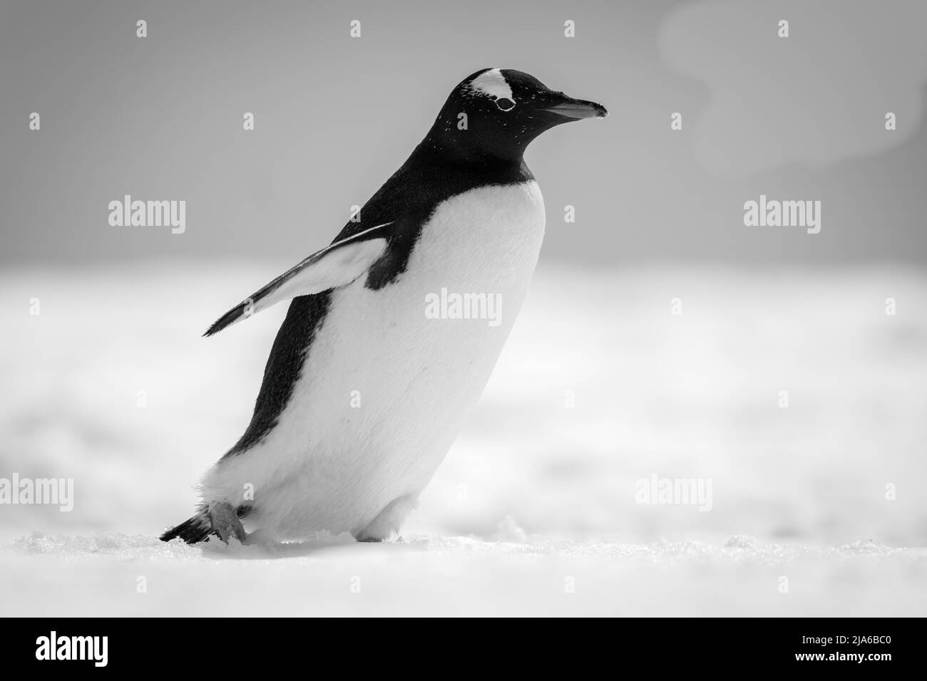 A gentoo penguin is walking across a snow field, holding out its
