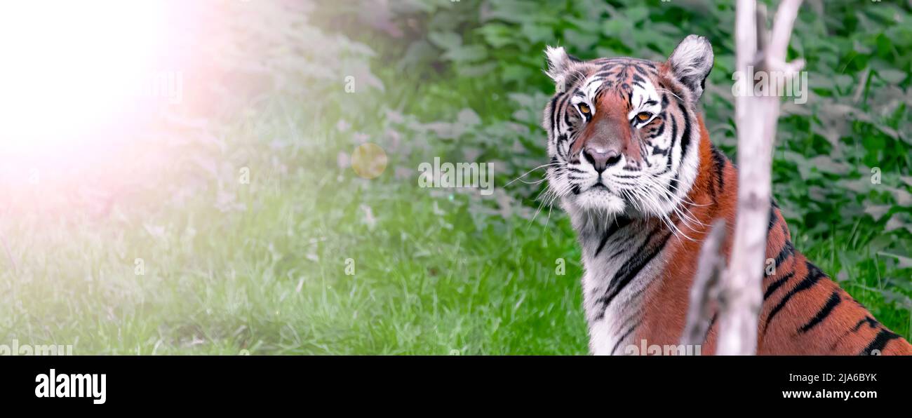 Banner Sumatran Tiger in the jungle in day time against green background. Stock Photo