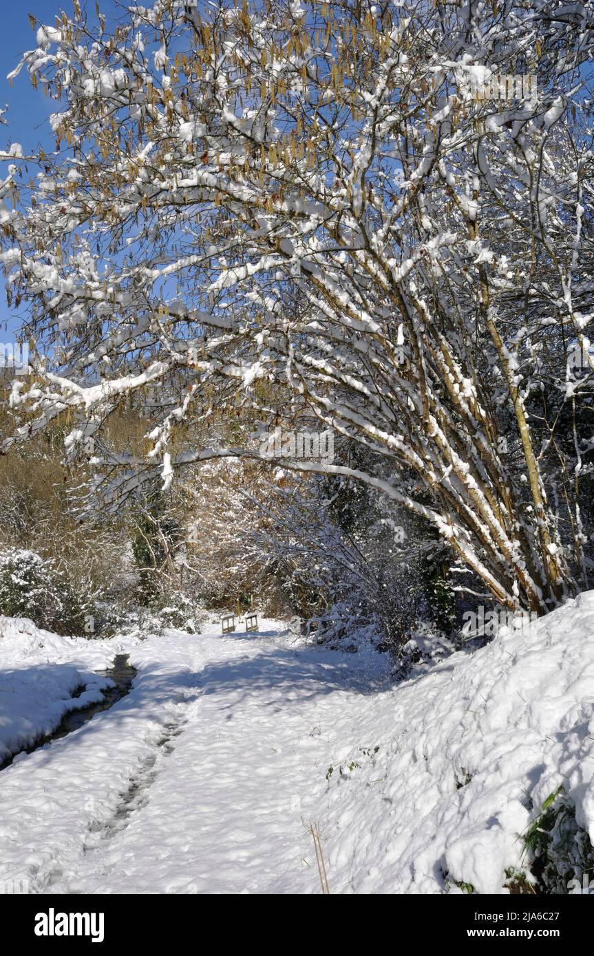 Path under the snow in Brittany Stock Photo Alamy