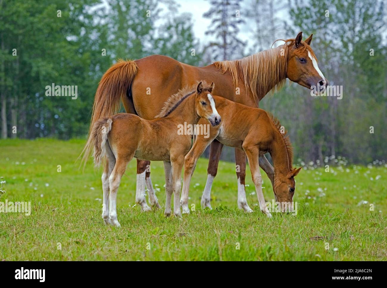 Chestnut Arabian Mare watching over two foals at green spring pasture. Stock Photo