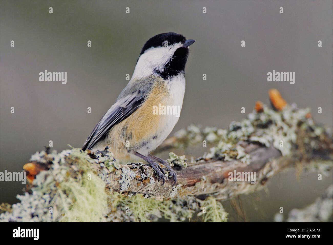 Black-capped Chickadee perched on branch covered in lichen Stock Photo