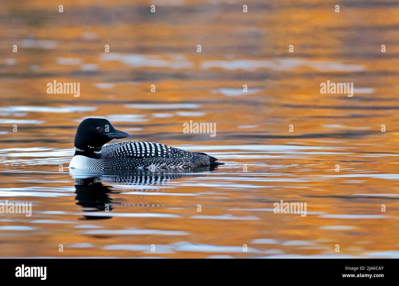 Common Loon floating on Lake sunset, with spectacular light reflecting in the calm water. Stock Photo