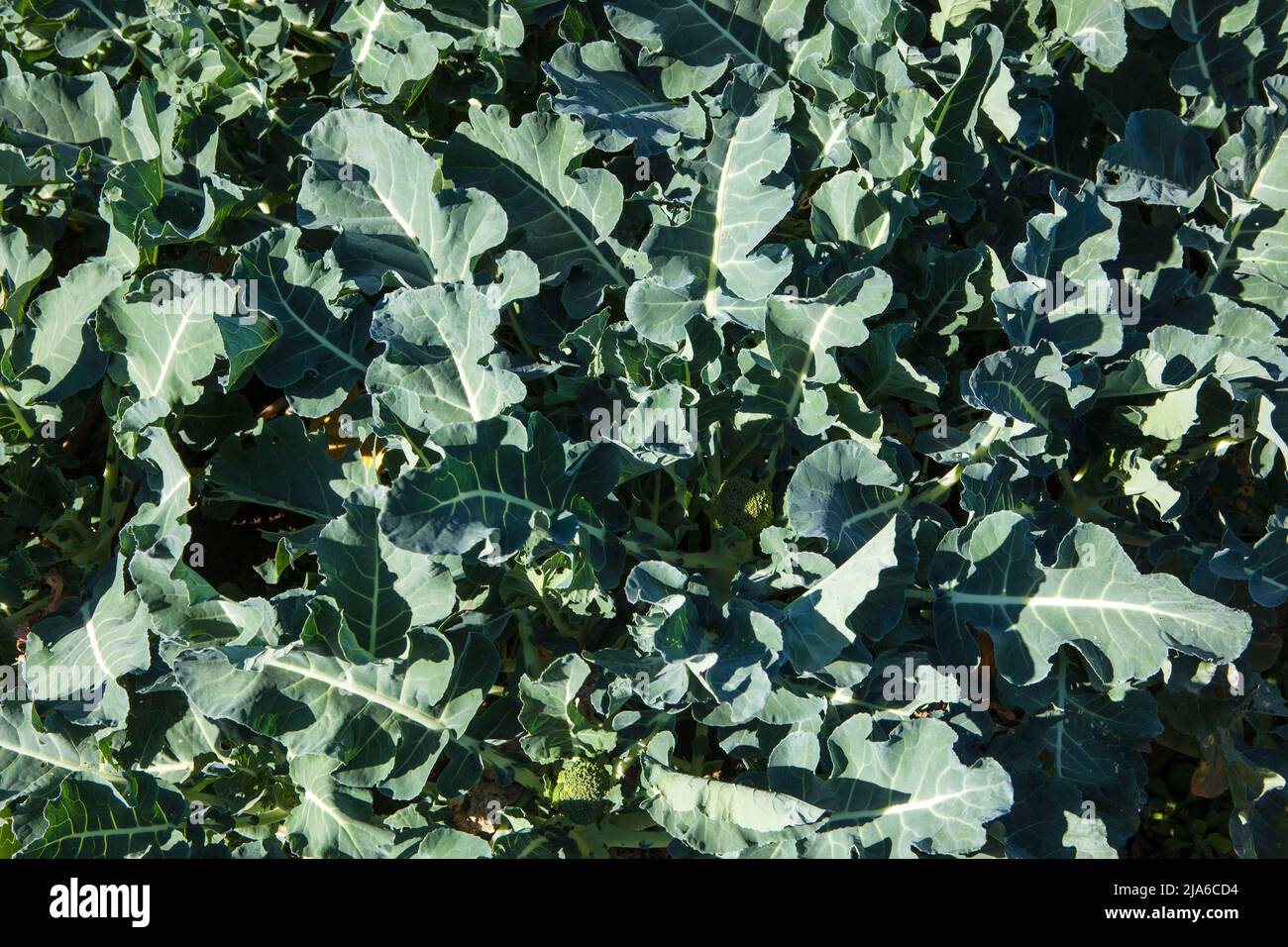 Close up of broccoli at neighborhood garden in Nakaikegami, Tokyo