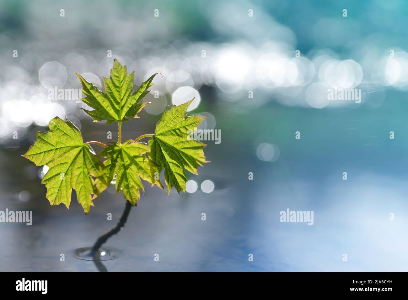 Young tree growing in puddle of water. Concept of new life Stock Photo
