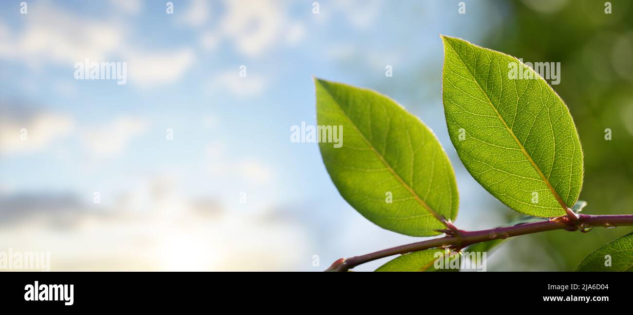 Branch green tree leaves close hi-res stock photography and images - Alamy