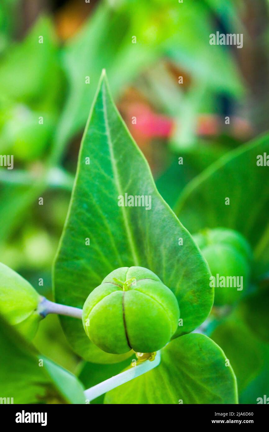 Fruits of Euphorbia in a private garden, Bron, France Stock Photo