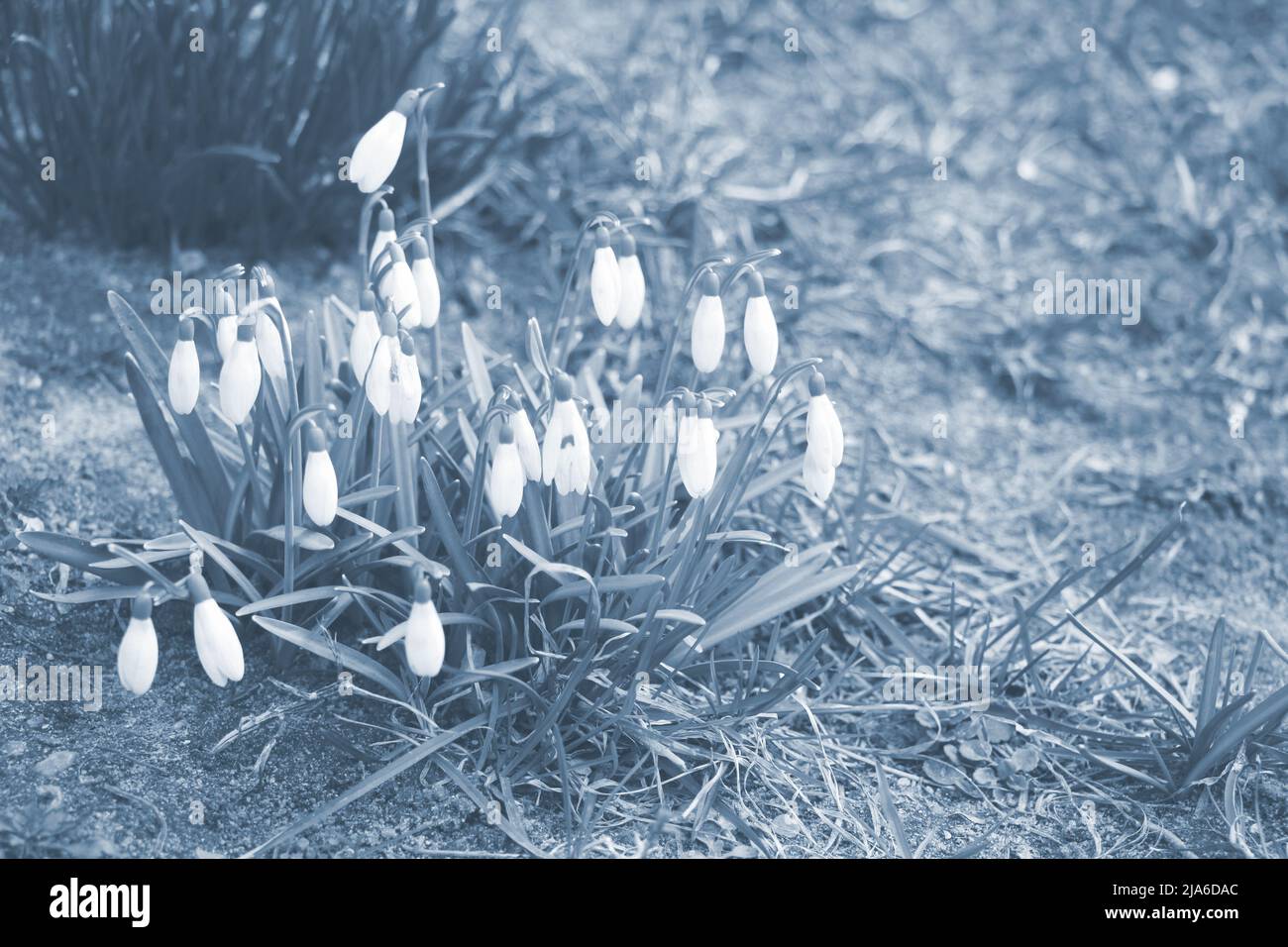 Snowdrop spring flowers. Delicate snow drop flower one of spring symbols telling us winter is leaving and spring come. Stock Photo