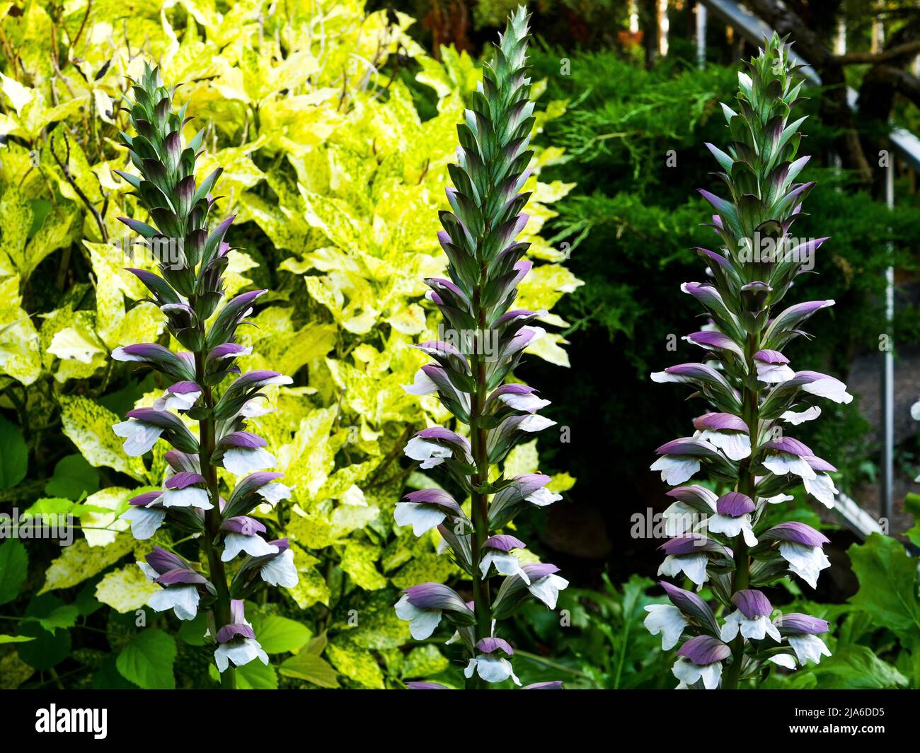 Acanthus flowers in a garden, Bron, France Stock Photo Alamy