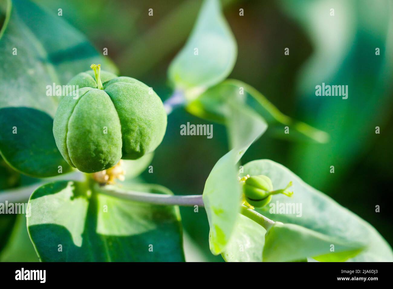 Fruits of Euphorbia in a private garden, Bron, France Stock Photo
